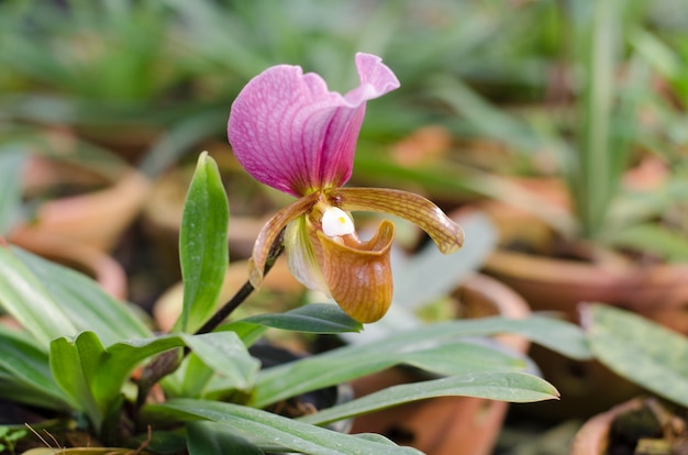 Paphiopedilum Charlesworthii fleur