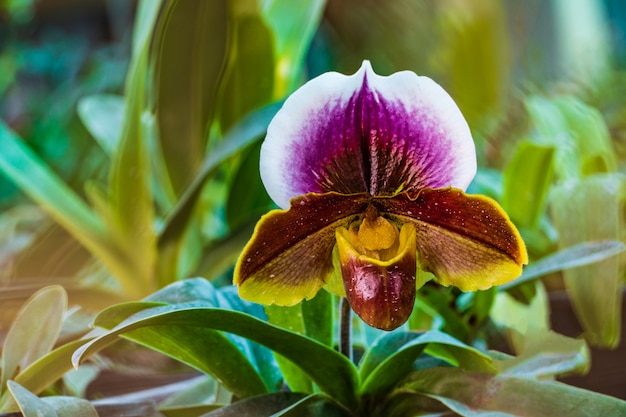 Paphiopedilum, (Lady&#39;slipper), belle orchidée sauvage en saison des pluies.