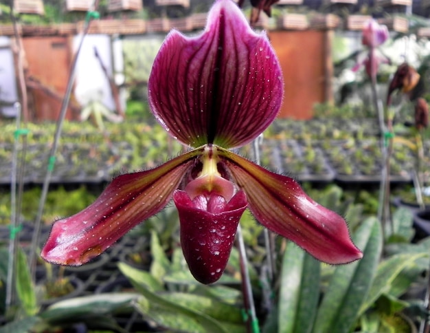 Paphiopedilum Lady slipper orchidée dans le jardin