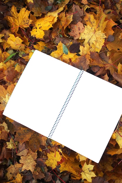 Papier blanc sur les feuilles d'automne d'automne sur le terrain