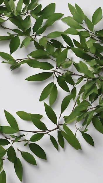 Papier avec des branches vertes sur la table