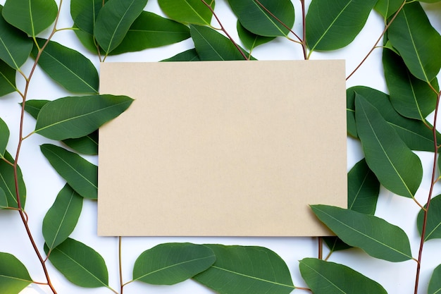 Papier brun avec des feuilles d'eucalyptus sur fond blanc