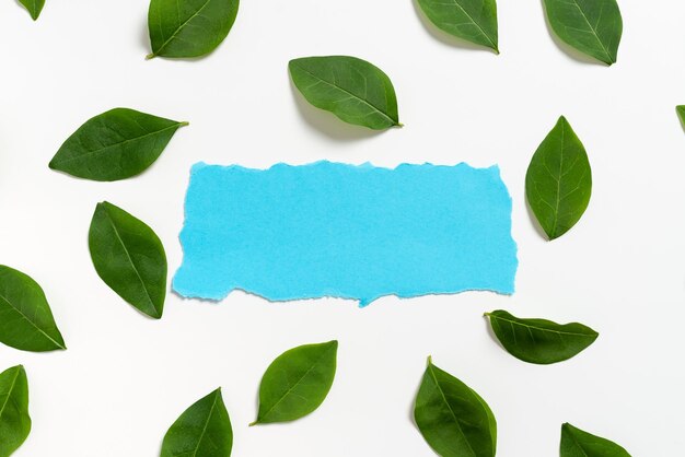 Papier de couleur vierge placé entre les feuilles fraîches pour la mise en page de la feuille de cadre vide de marque d'entreprise