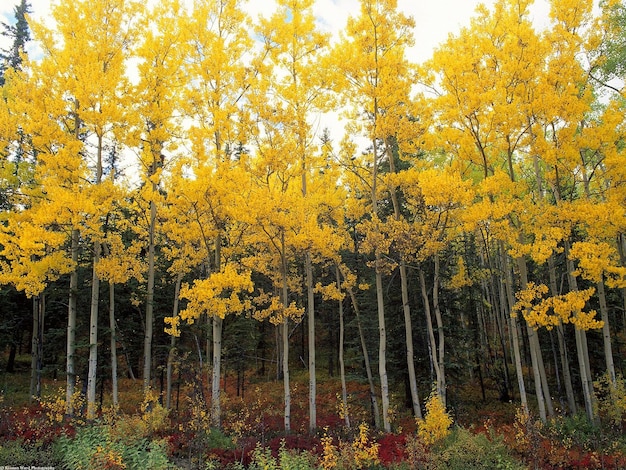 Papier peint des bois avec des feuilles jaunes