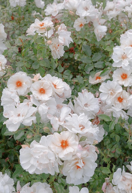 Papier peint esthétique White Flower. Heure d'été, concept de floraison. Voyager. Slovénie