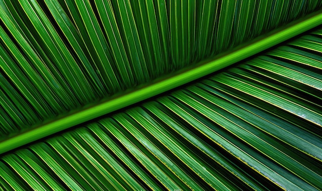 Papier peint à feuilles de palmier Arrière-plan de feuilles tropicales Pour carte postale de bannière Carte d'illustration de livre Créée avec des outils d'IA génératifs