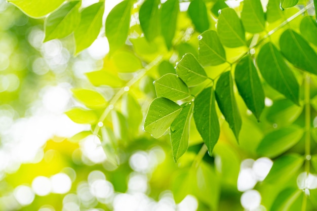 Papier peint Feuilles de plantes vertes