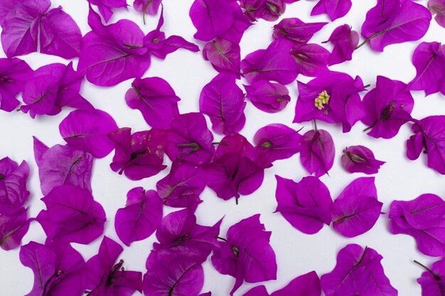 papier peint fleur de bouganvilliers violet sur fond blanc