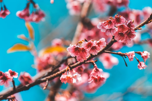 Papier peint Fleurs de cerisier et Sakura