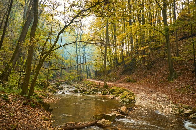 Photo papier peint forestier