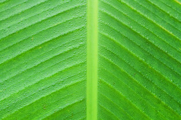 papier peint nature feuille verte