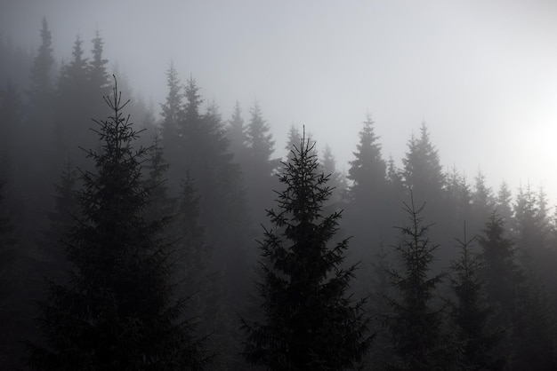 Papier peint nature silhouette d'un sapin dans le brouillard