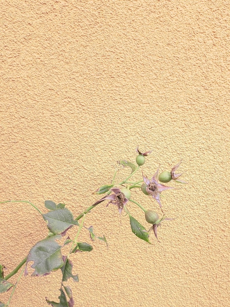 Papier peint naturel élégant à la mode Fleurs sur mur beige Esthétique minimaliste