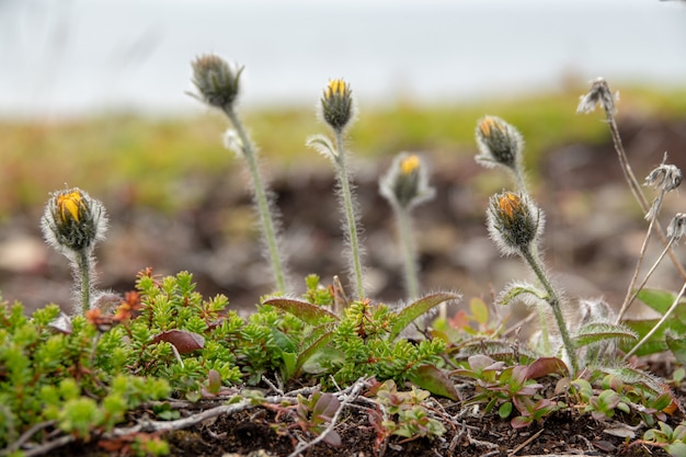 Papier peint norvégien paysage nature d'un jour de fleurs polaire avec été arctique