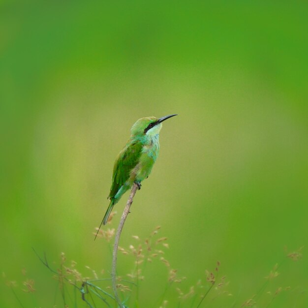 papier peint oiseau