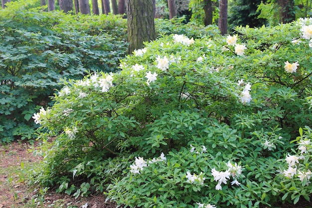 Papier peint de l'ordinateur beau buisson avec des bourgeons de rhododendron blanc