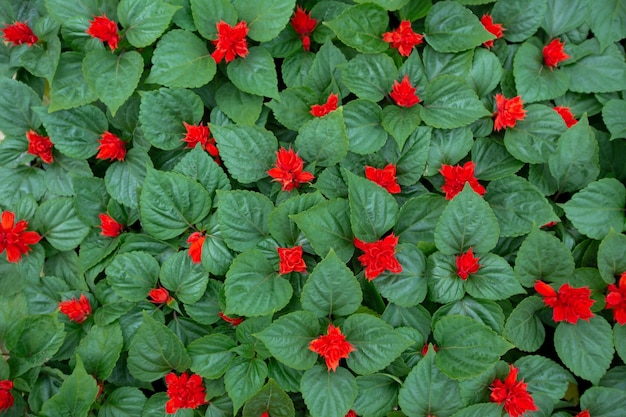 Papier peint avec des plantes à fleurs dans une ferme ou un jardin d'orangerie moderne Vue rapprochée d'une plantation de bégonias rouges vifs avec des feuilles vertes dans une serre à l'espace vide vue de haut texture nature arrière-plan