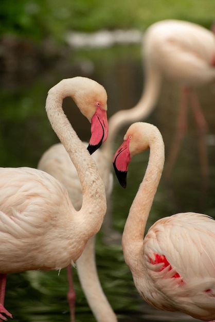 Papier peint à thème tropical avec des oiseaux Flamingo magnifiques avec des flamants roses