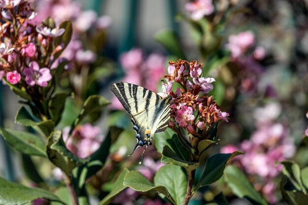 Photo papilio machaon est un oiseau à fourrure.