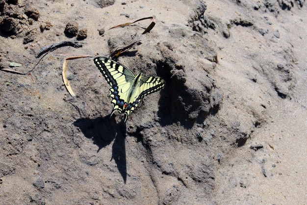 Papilio machaon machaon s'asseoir sur le sable humide près de la rivière, beau papillon boire de l'eau, insectes