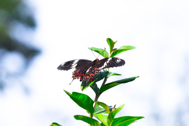 Papilio polytes également connu sous le nom de mormon commun se nourrissant de la plante à fleurs