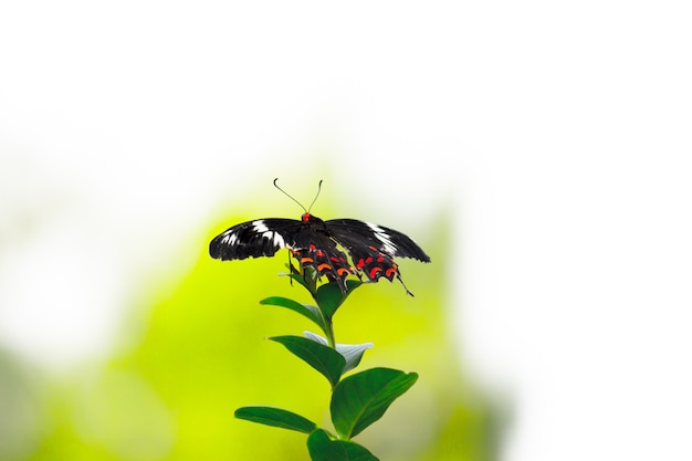 Papilio polytes également connu sous le nom de mormon commun se nourrissant de la plante à fleurs