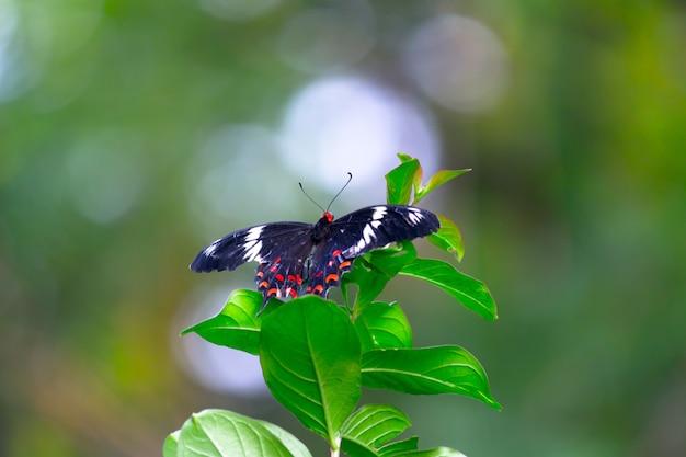 Papilio polytes également connu sous le nom de mormon commun se nourrissant de la plante à fleurs