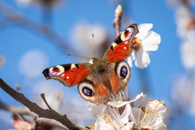 Papillon sur un abricotier en fleurs contre le ciel bleu Papillon sur une fleur de printemps