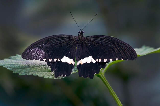 Un papillon accroché à une feuille