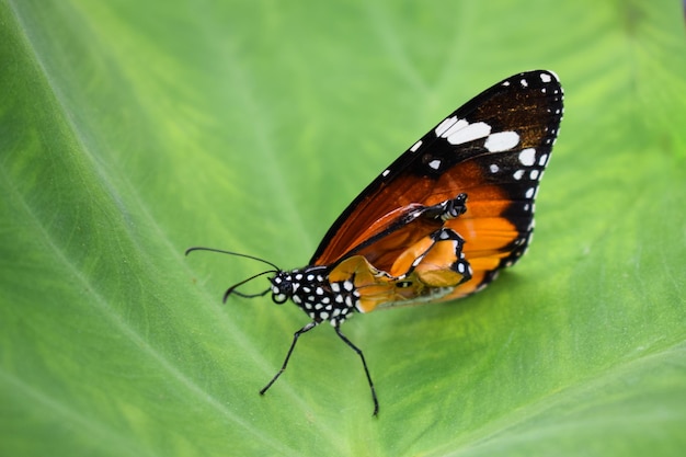 Papillon avec une aile endommagée assis sur les feuilles