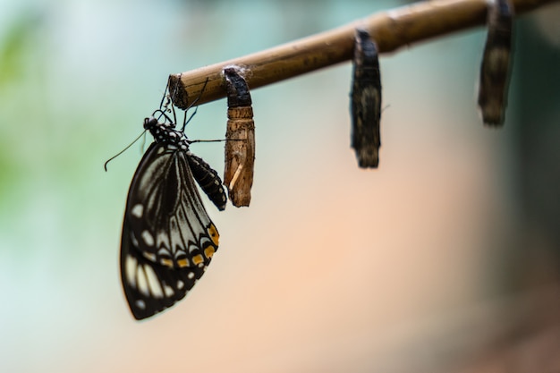 Photo papillon aile fermée près des cocons