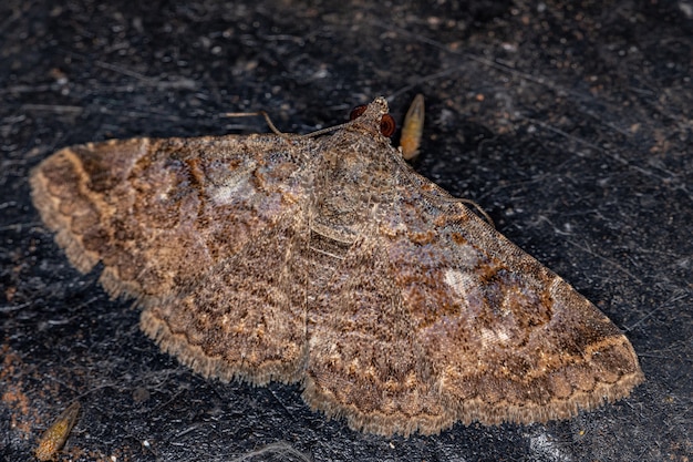 Papillon des ailes adultes de la famille des Erebidae