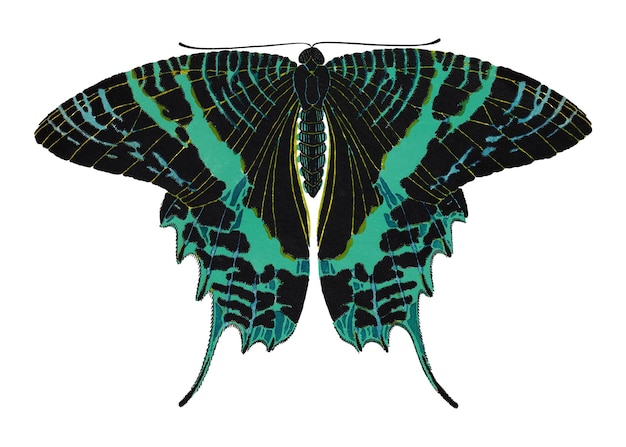 Le papillon à ailes d'oiseau de Rajah Brookes