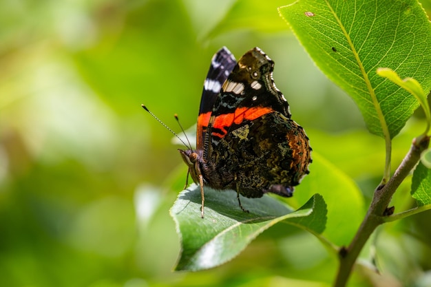 Papillon amiral rouge assis sur une feuille de poirier en été Papier peint papillon Vanessa atalanta