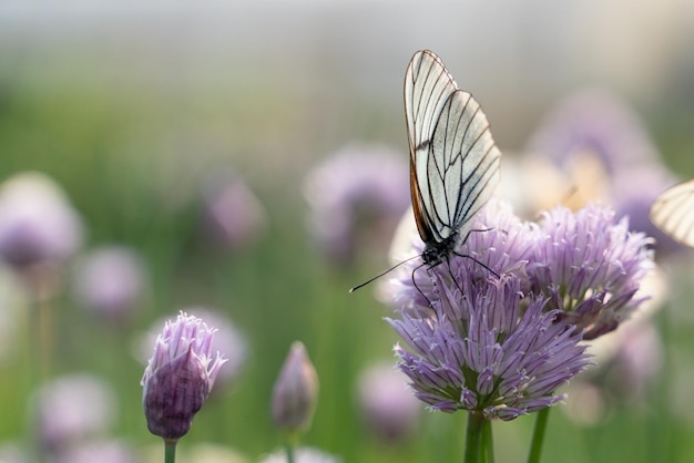 Papillon aporia crataegi sur fleurs de ciboulette