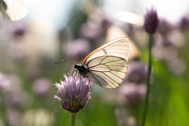 Papillon aporia crataegi sur fleurs de ciboulette