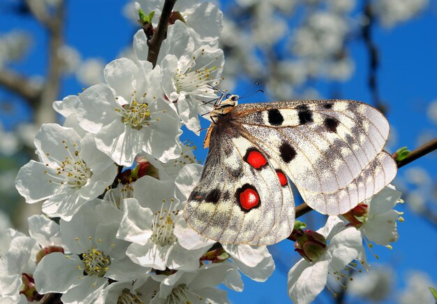 Un papillon sur un arbre au printemps