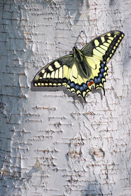 Photo un papillon sur un arbre dans les bois