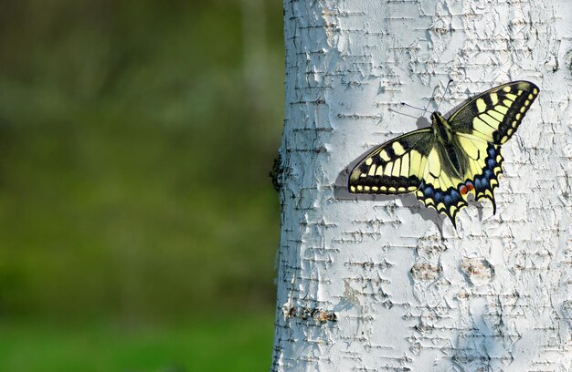 un papillon sur un arbre