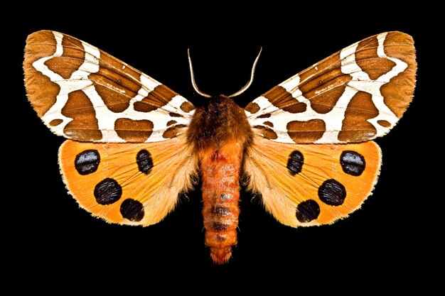 Papillon Arctia Caja