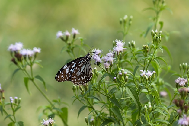 papillon asclépiade à points bleus ou danainae ou papillon asclépiade se nourrissant des plantes à fleurs