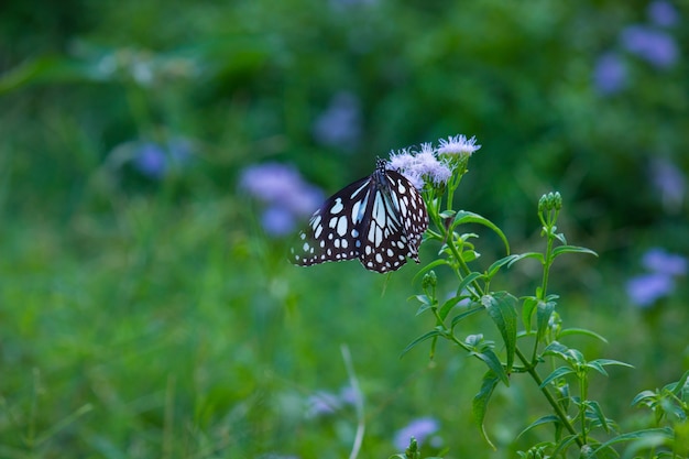 Papillon d&#39;asclépiade à pois bleu