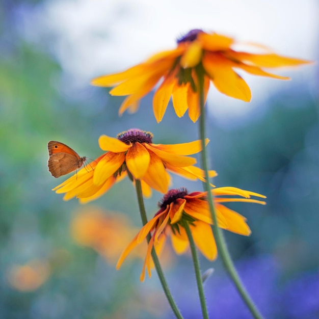 Papillon assis sur la fleur jaune