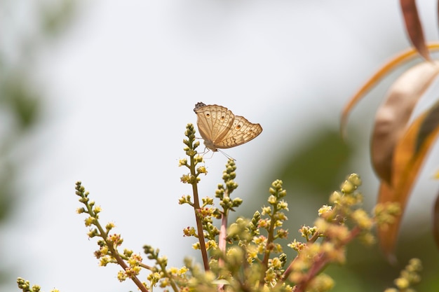 Papillon assis sur des fleurs de manguier