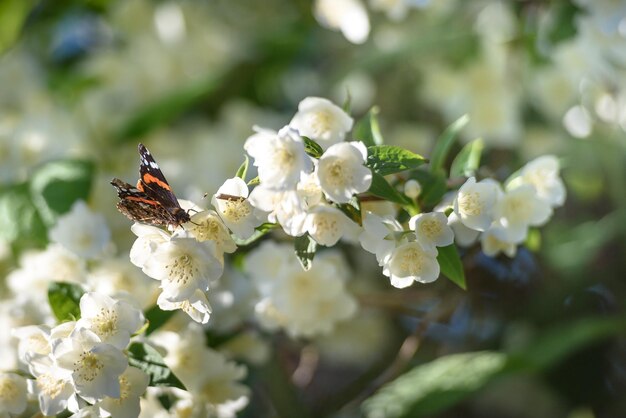 Papillon assis sur un gros plan de jasmin en fleurs