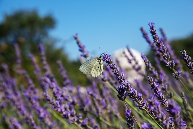 Papillon assis sur une lavande