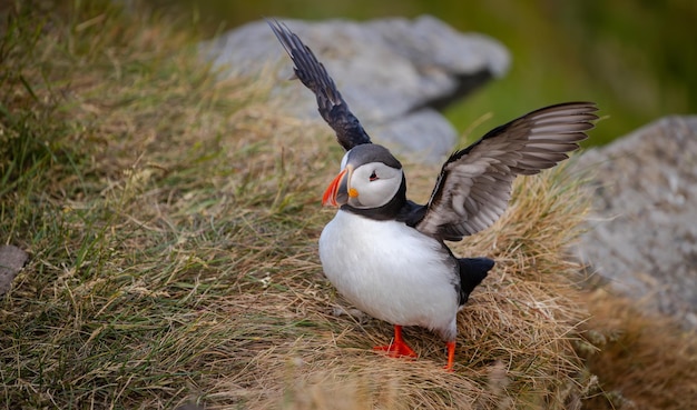 Photo le papillon de l'atlantique fratercula arctica sur le rocher de l'île de runde, en norvège