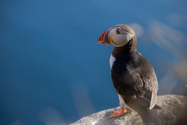 Photo le papillon de l'atlantique fratercula arctica sur le rocher de l'île de runde, en norvège