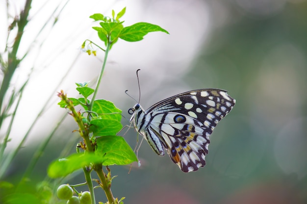 Papillon au citron vert