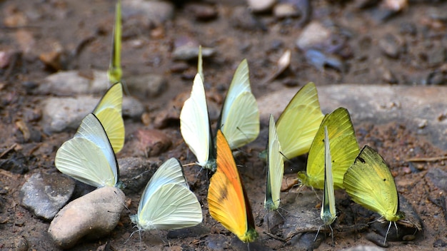 Papillon au parc national de Kaeng Krachan en Thaïlande Il y a environ 300 espèces de papillons dans le parc de mars à juin chaque année